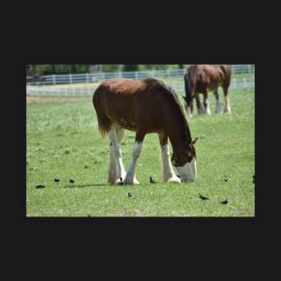 Clydesdale T-Shirt