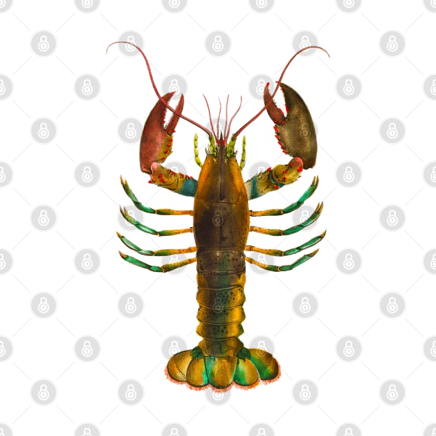 Colorful lobster shrimp in vintage illustration by Marccelus