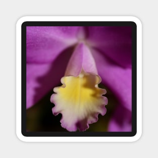 Purple & Lemon Orchid Magnet