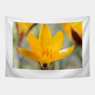 Crocus angustifolius  AGM  Cloth-of-gold crocus Tapestry