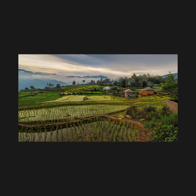 The Rice Terraces of Y Ty by PeterH