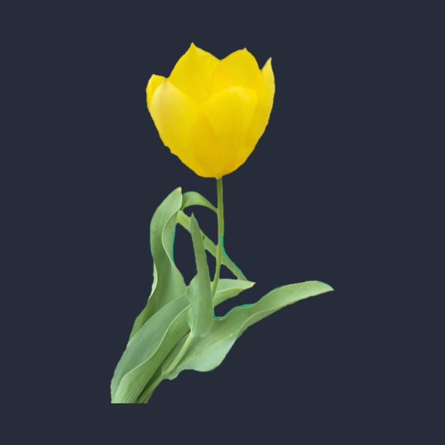 Single Yellow Tulip by Amanda1775