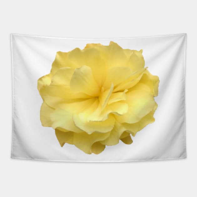 Yellow Double Begonia Close-up Tapestry by InalterataArt