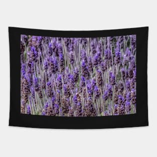 Lavender Tapestry