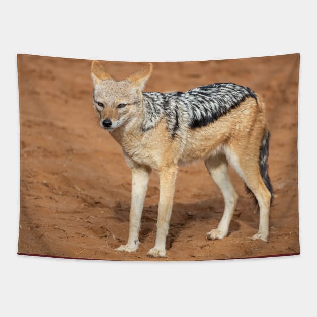 Namibia. Namib-Naukluft National Park. Sossusvlei. Jackal. Tapestry by vadim19