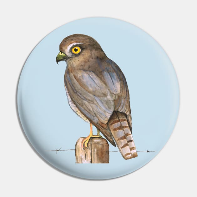 sparrow-hawk Pin by Bwiselizzy