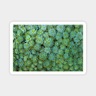 Green Succulent Magnet