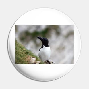 Razorbill on cliff top Pin