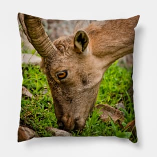 Ibex Pillow