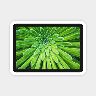 Succulent plant closeup Magnet