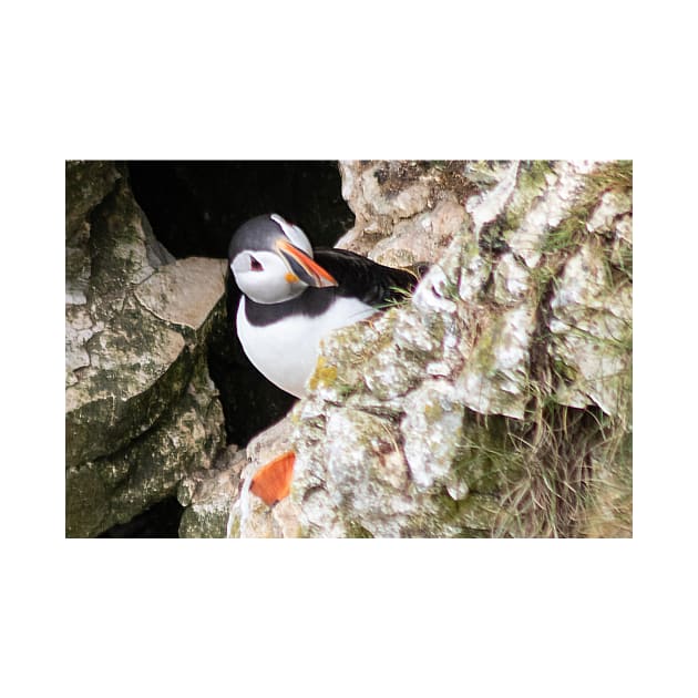 Puffin on cliff edge by HazelWright