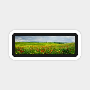 Poppies in a field in Tuscany, Italy Magnet