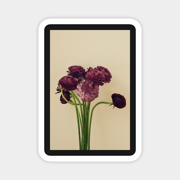 Purple Ranunculus Flowers Magnet by oliviastclaire