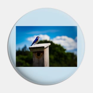 Bluebird On Nest Box Pin