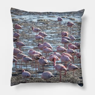 Namibia. Walvis Bay. Another Flamboyance of Flamingos. Pillow