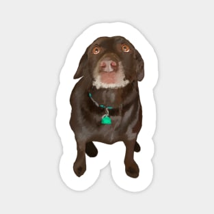 Chocolate Labrador Dog Magnet