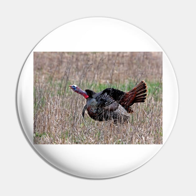 Wild Turkey Pin by Jim Cumming