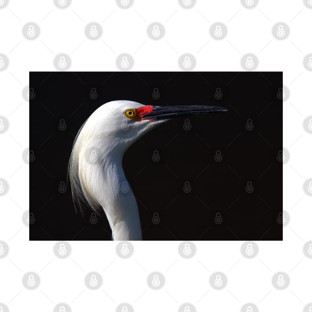 Snowy Egret by Jim Cumming