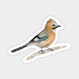 Drawing of an Eurasian jay Magnet