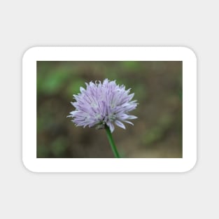 Green Onion Blossom Photographic Image Magnet