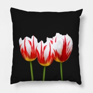 Maple Leaf Tulips on Black Pillow