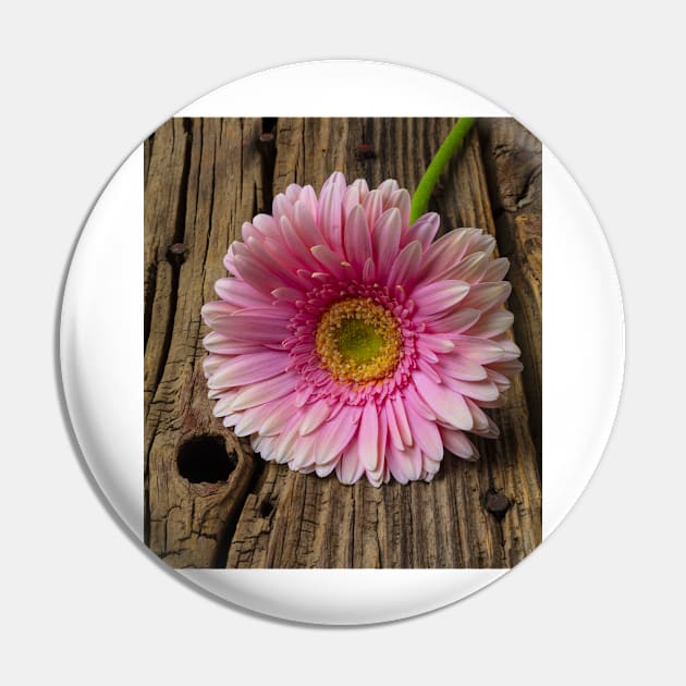 Pink Daisy On Old Boards Pin by photogarry