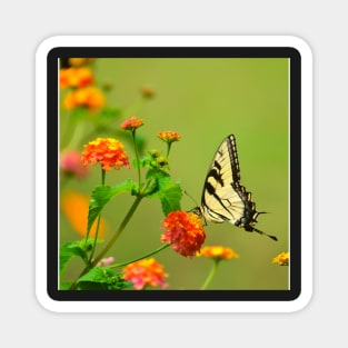 Flower Feeding Butterfly Magnet