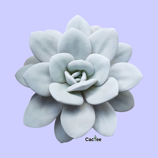 Echeveria Lauii by Cactee