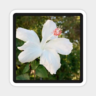 White Hibiscus Magnet