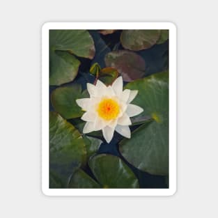 water lily on the lake Magnet