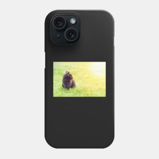 Little black kitten sitting on green lawn looking at the sun Phone Case