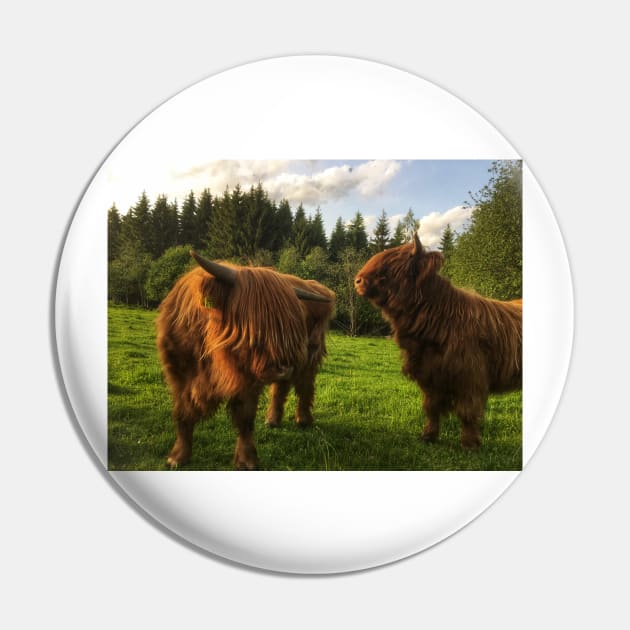 Scottish Highland Cattle Calves 2010 Pin by SaarelaHighland