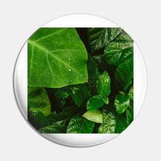 Lush Green Dewy Leaves Pin