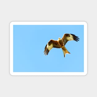 Red Kite in Flight Magnet