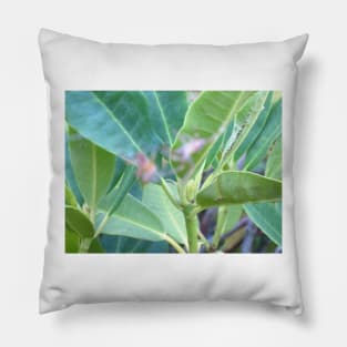 Rhododendron Leaves Pillow