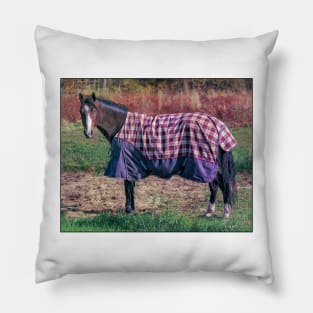 Horse in a Blanket Pillow