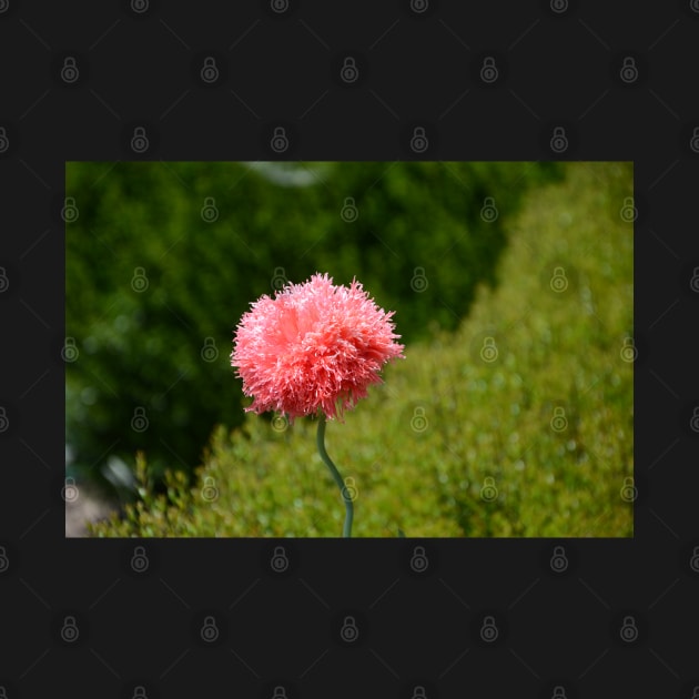 Pink Powder Puff Flower by nancy.hajjar@yahoo.com