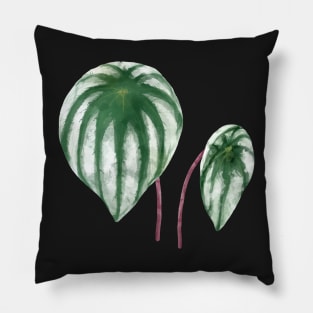 Peperomia Argyreia Watermelon Pillow