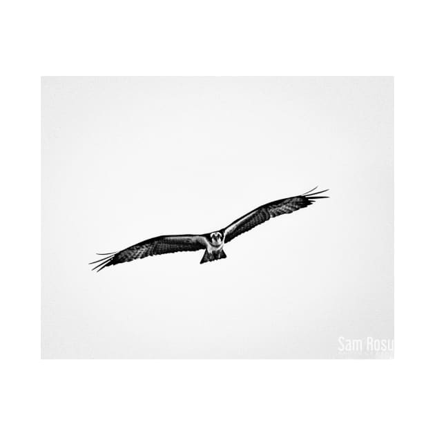 Osprey in flight by srosu