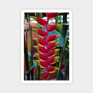 Costa Rica. Exotic Flower -  Heliconia pendula. Magnet