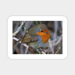 Fluffed up Robin Magnet