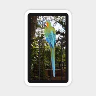 Harlequin Macaw Magnet