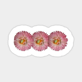 Straw Flower Tri-Pack Magnet