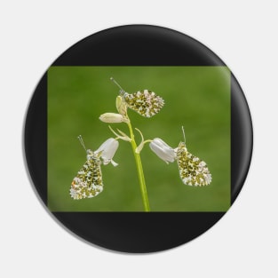 Three Orange Tip Butterflies on a White Bluebell Pin