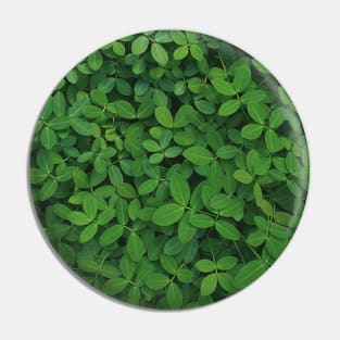 Green plant photo - minimalist art - nature photography Pin