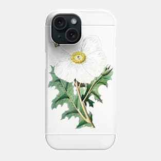 Avocado (Persea) (1916) Phone Case