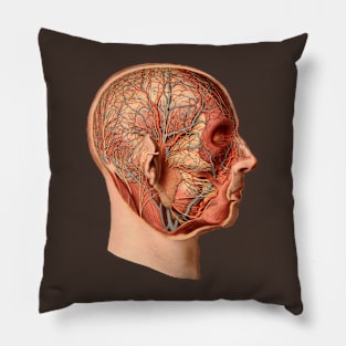 Medical illustration from atlas of human anatomy Pillow