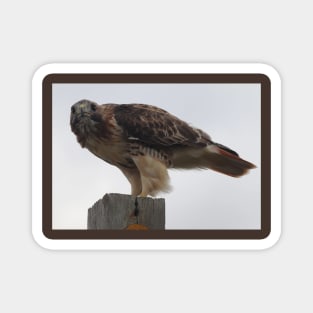 Red-Tailed Hawk Magnet