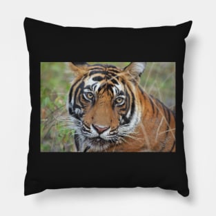 Tiger Portrait Pillow