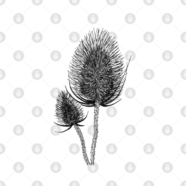 Hand Drawn Dry Thistle by jitkaegressy